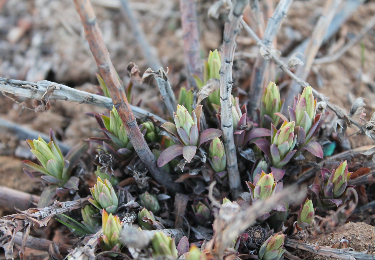 Image of genus Euphorbia specimen.