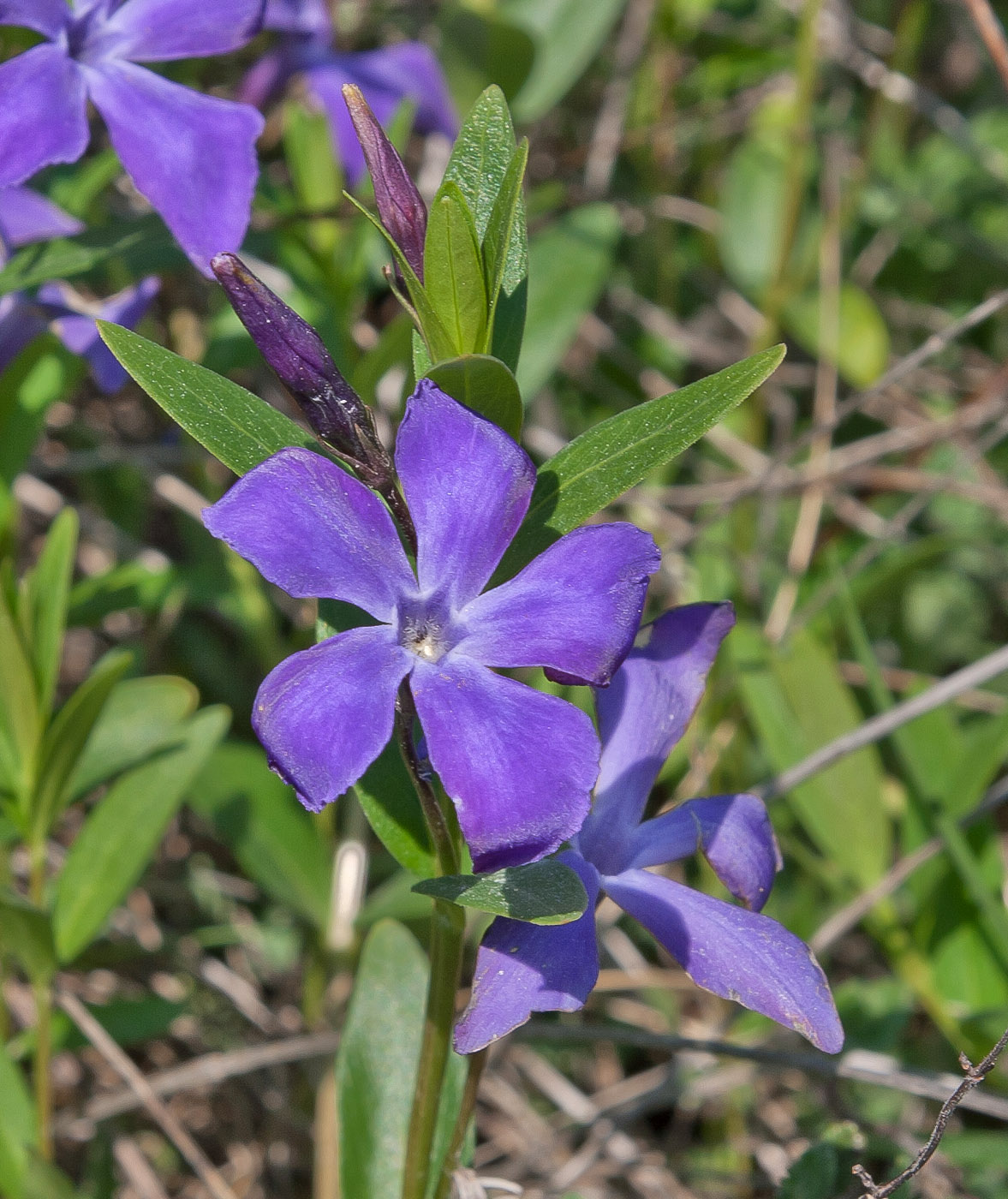 Изображение особи Vinca herbacea.