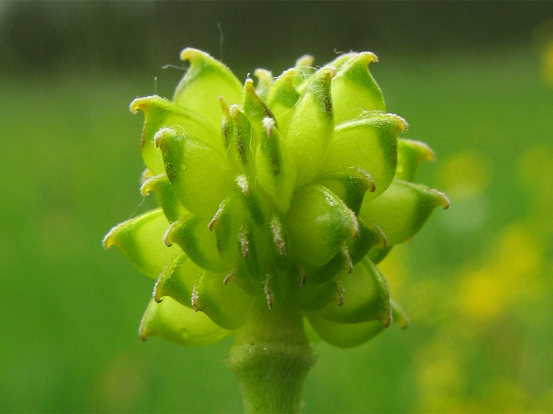 Image of Ranunculus acris specimen.