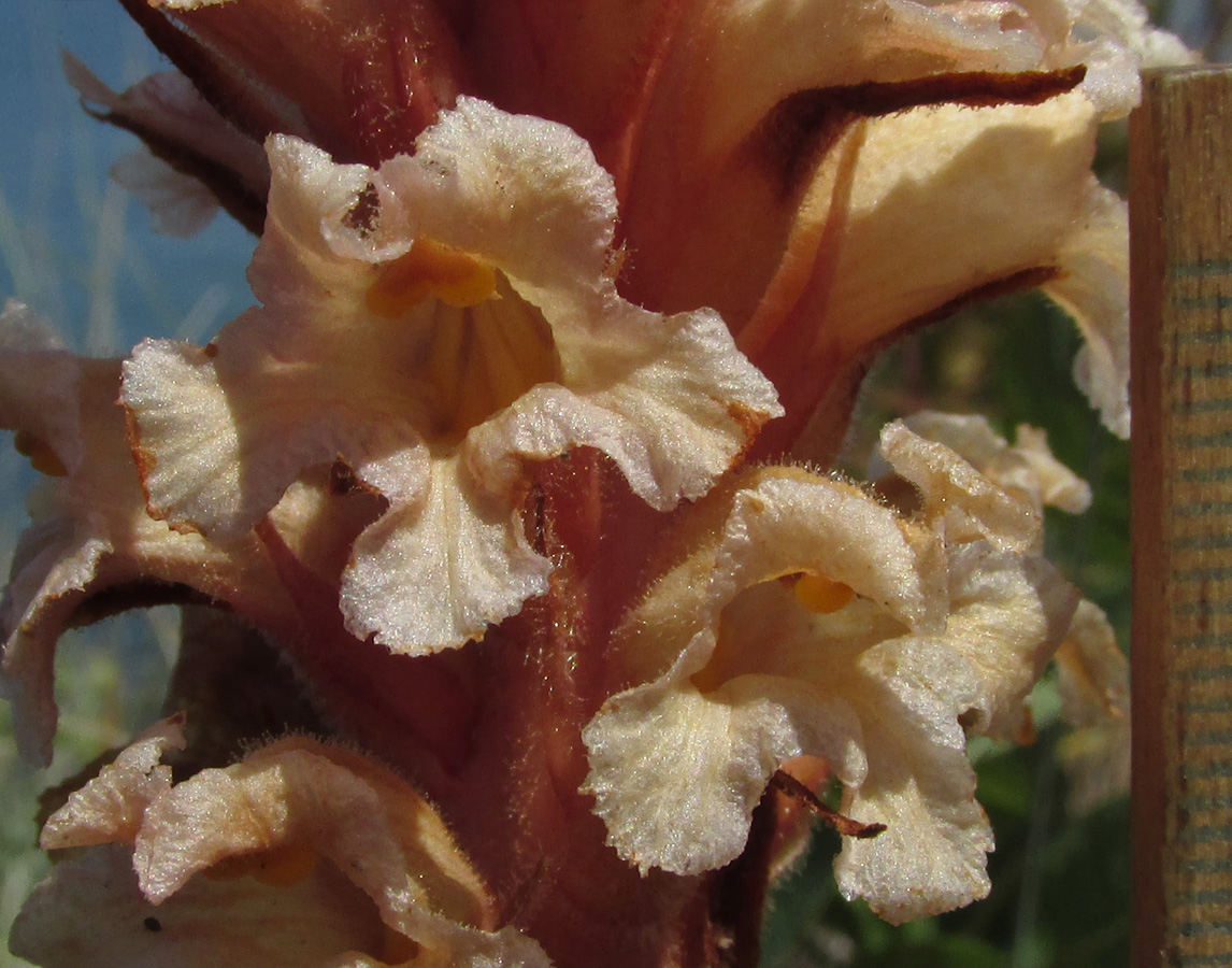 Image of Orobanche centaurina specimen.