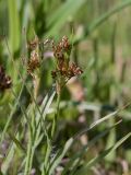 Luzula pallescens. Верхушка побега с соцветием. Псковская обл., Пушкиногорский р-н, дер. Бугрово, граница луга и тростниковых зарослей у пруда на р. Луговка. 08.05.2016.