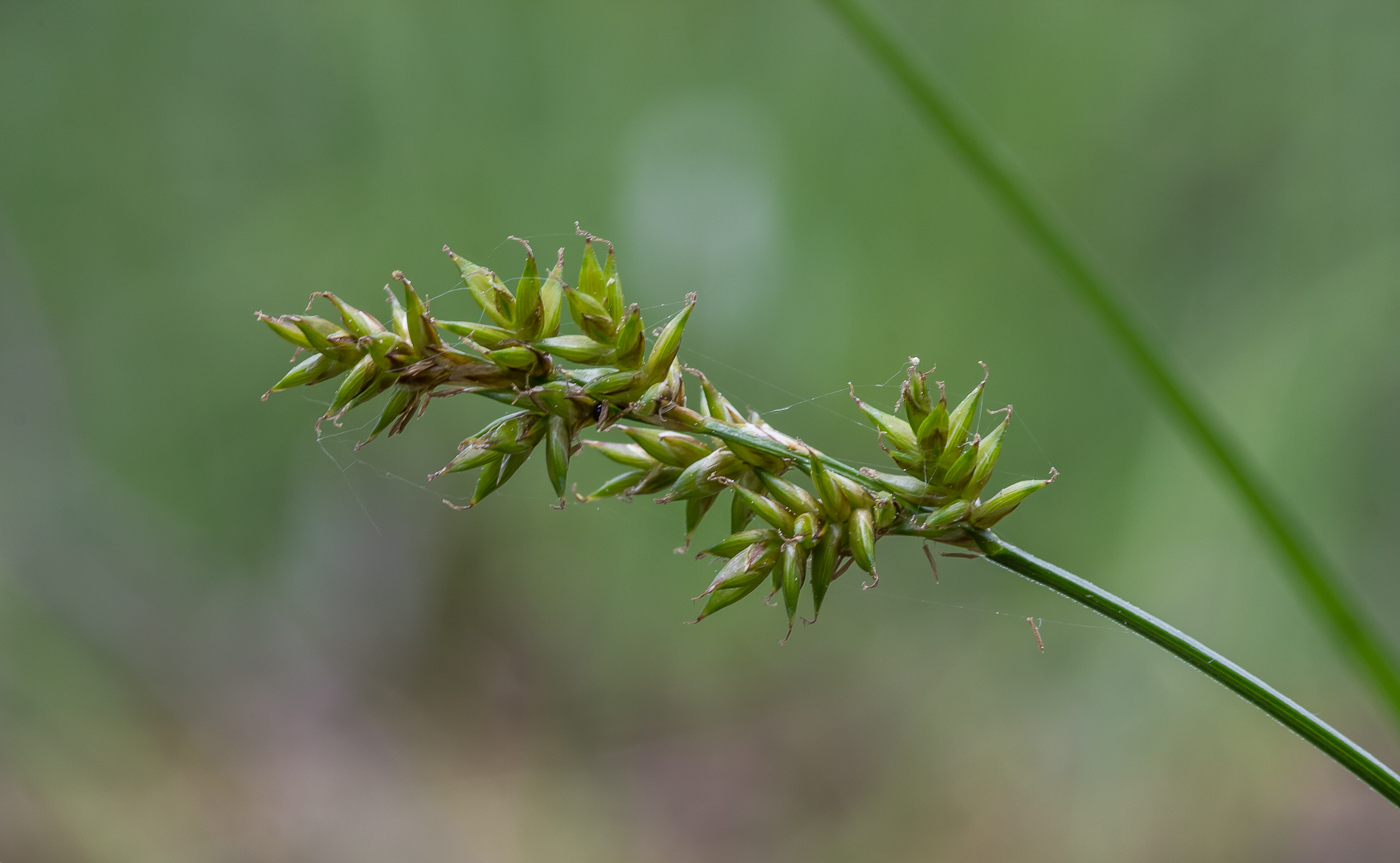 Image of Carex elongata specimen.