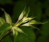 Rubus allegheniensis. Верхушка побега. Московская обл., Раменский р-н, окр. дер. Хрипань, садовый участок. 11.06.2016.