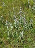 Stachys cretica