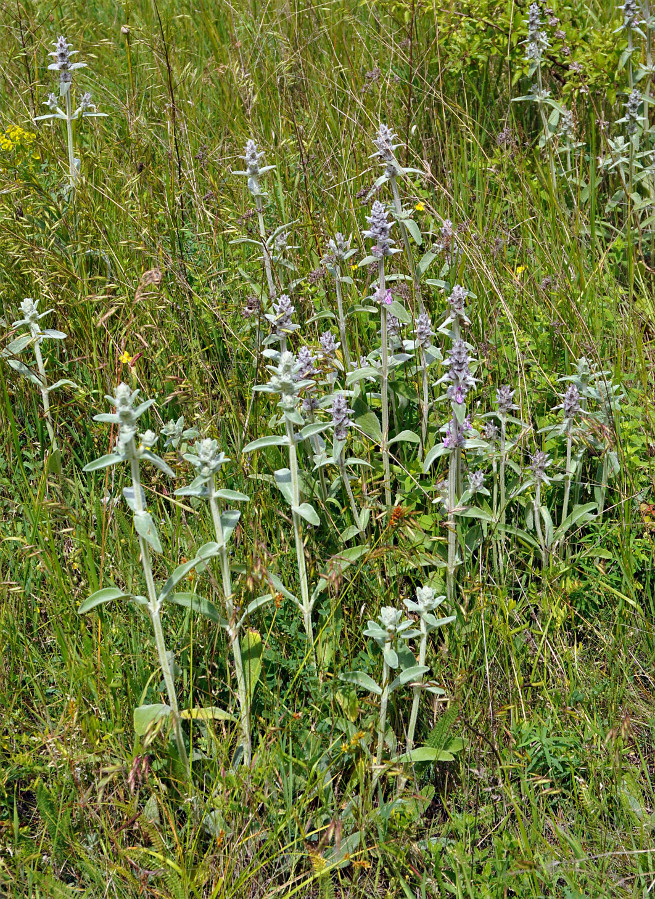 Image of Stachys cretica specimen.