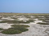 Halocnemum strobilaceum