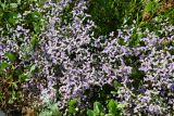 Limonium caspium