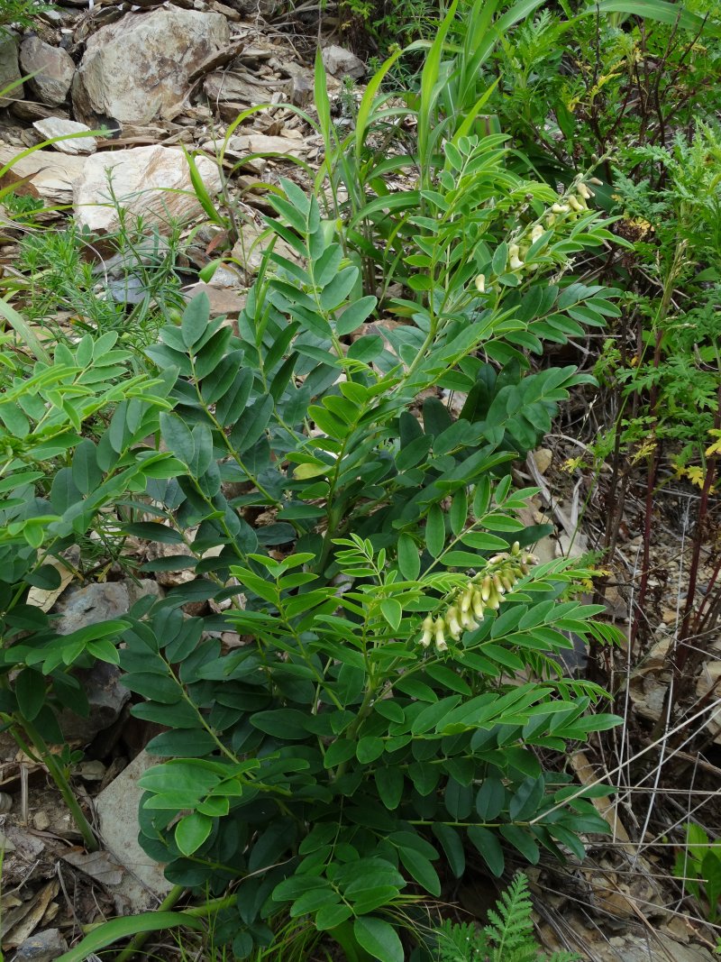 Image of Sophora flavescens specimen.