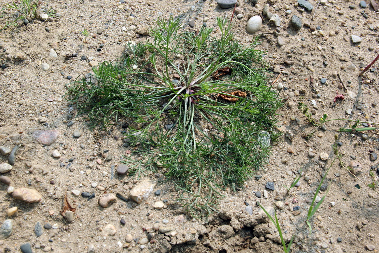 Изображение особи Artemisia campestris.