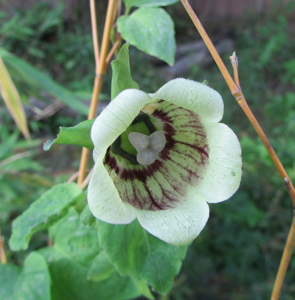 Изображение особи Codonopsis rotundifolia.
