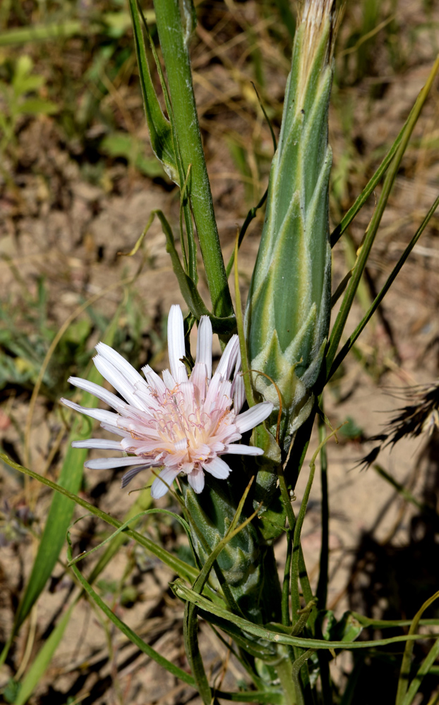 Image of Scorzonera tragopogonoides specimen.