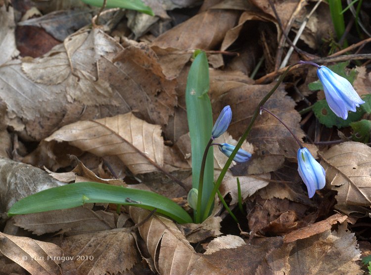 Изображение особи Scilla monanthos.