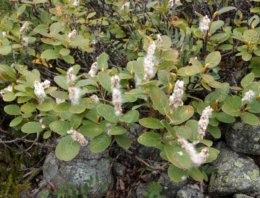 Image of Salix vestita specimen.