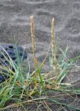 Image of taxon representative. Author is Марина Скотникова