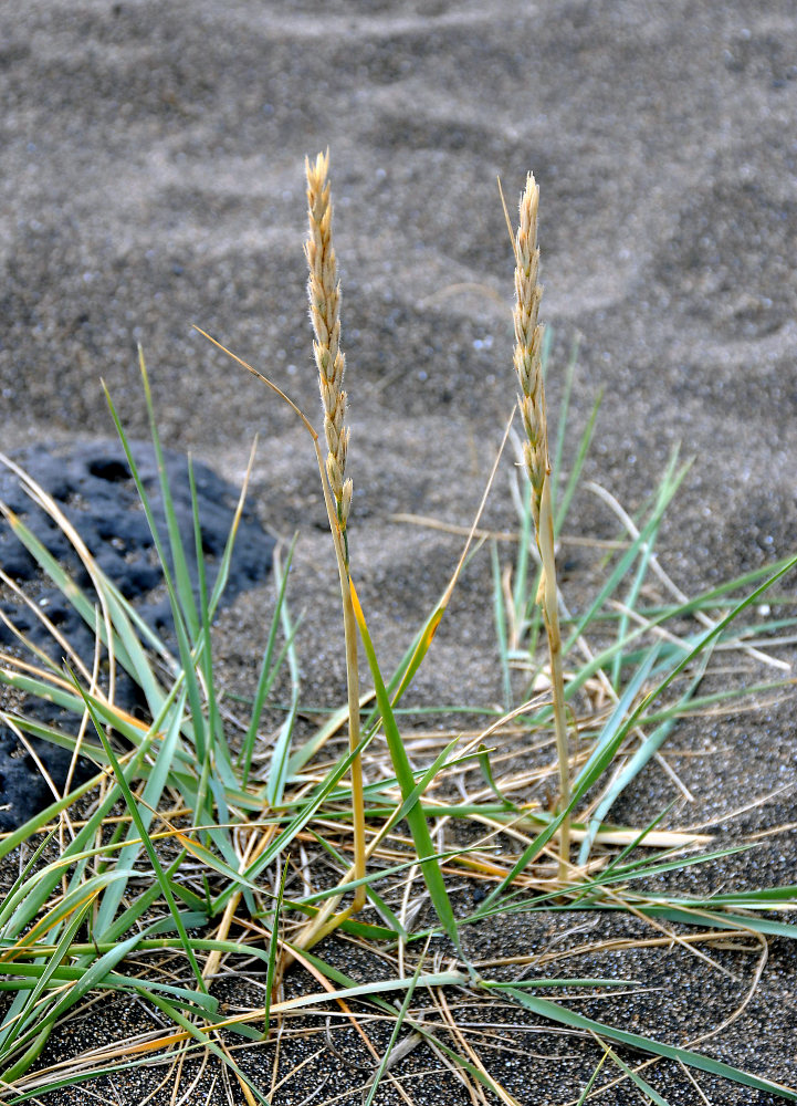 Image of Leymus arenarius specimen.