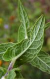Pulicaria dysenterica