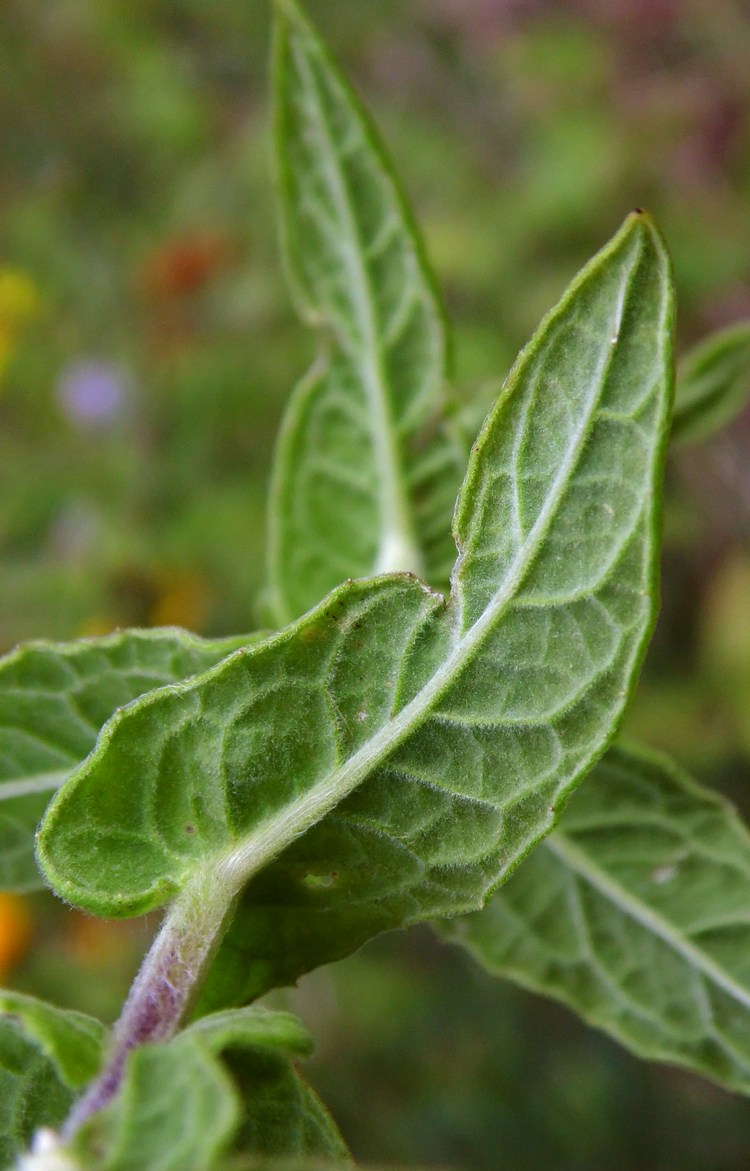 Image of Pulicaria dysenterica specimen.