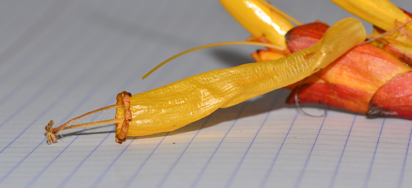 Image of Sanchezia speciosa specimen.