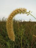 Setaria italica