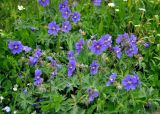 Geranium gymnocaulon