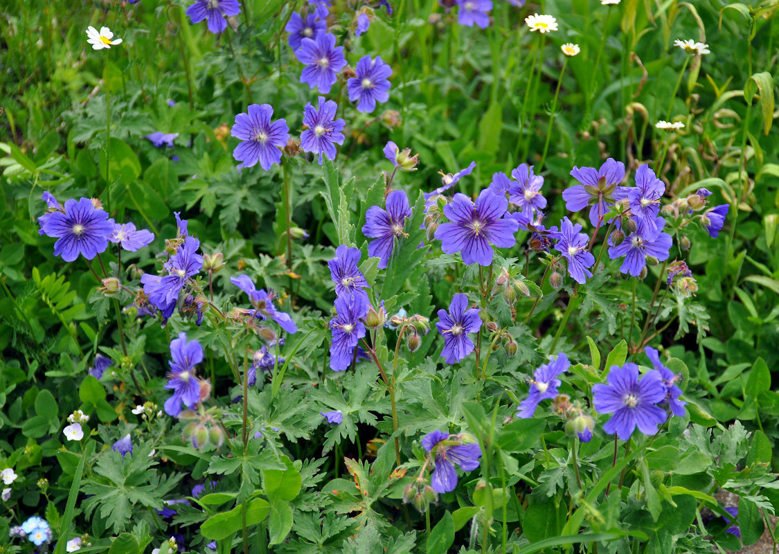 Изображение особи Geranium gymnocaulon.