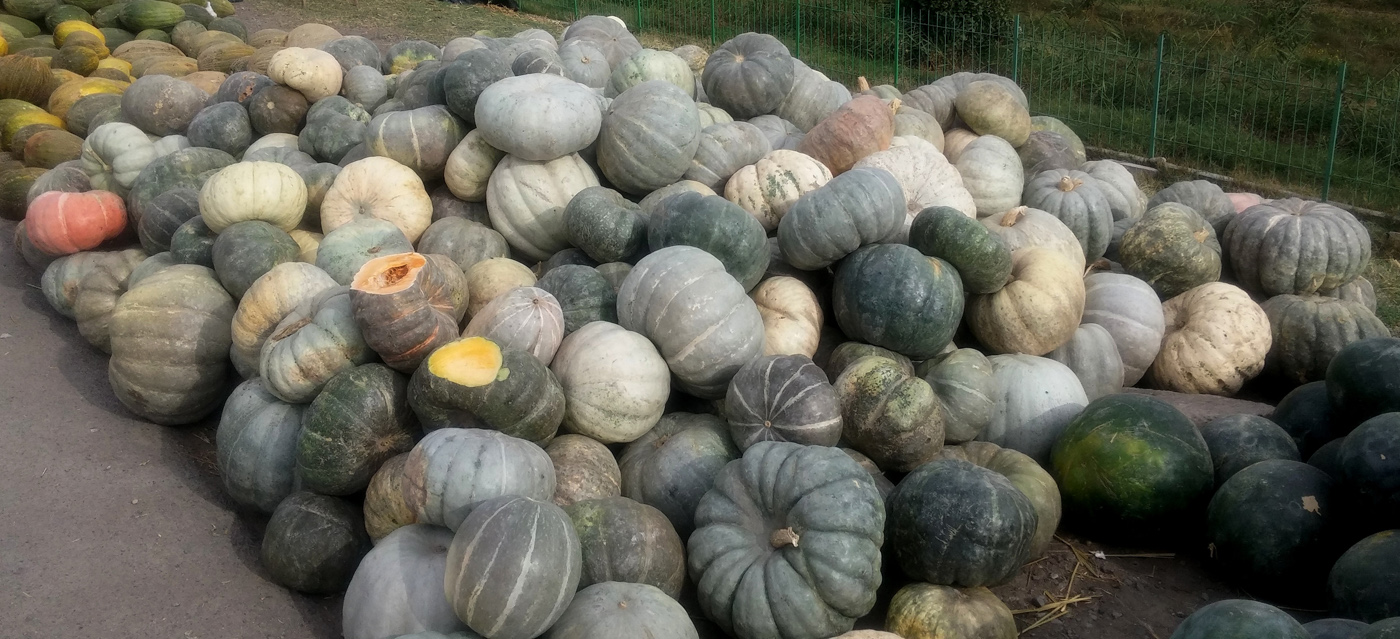 Image of Cucurbita maxima specimen.