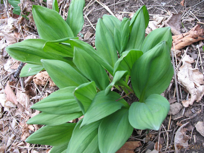 Image of Allium ochotense specimen.