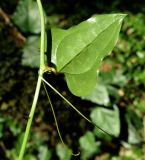 Smilax excelsa. Средняя часть побега с листом и усиками. Краснодарский край, Сочи, окр. Хосты, Тисо-самшитовая роща. 24.09.2016.