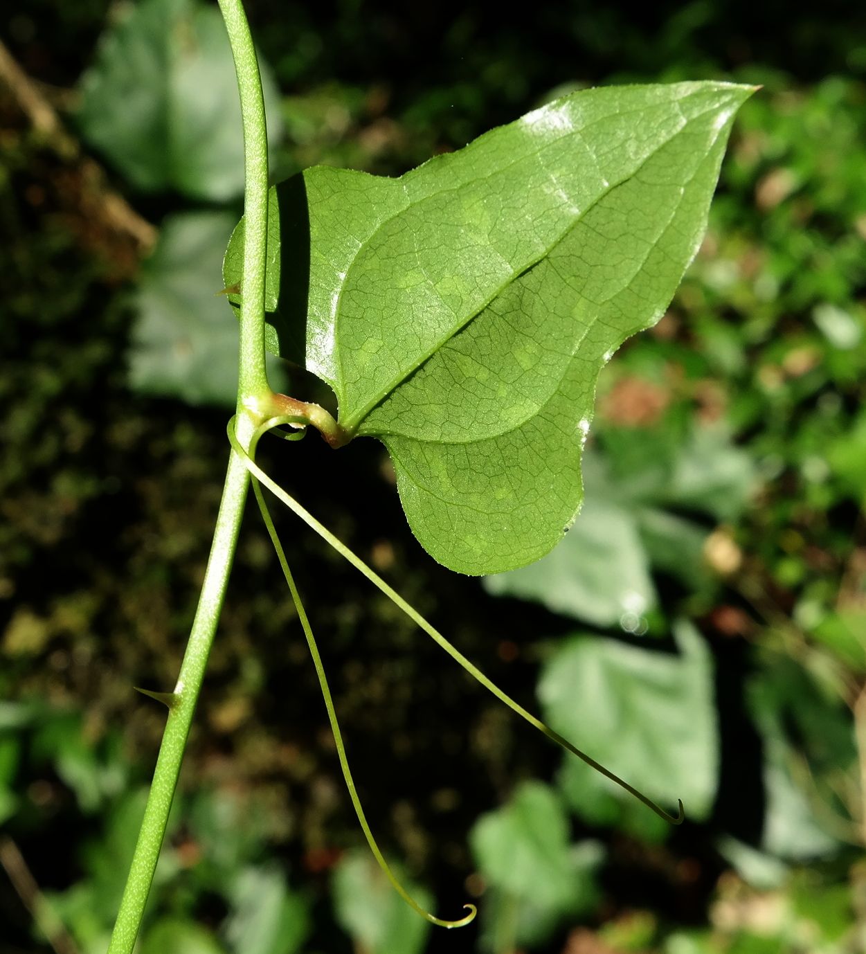 Image of Smilax excelsa specimen.