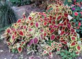 Coleus scutellarioides. Вегетирующие растения. Крым, пос. Партенит, Парк \"Айвазовское\". 17.10.2016.