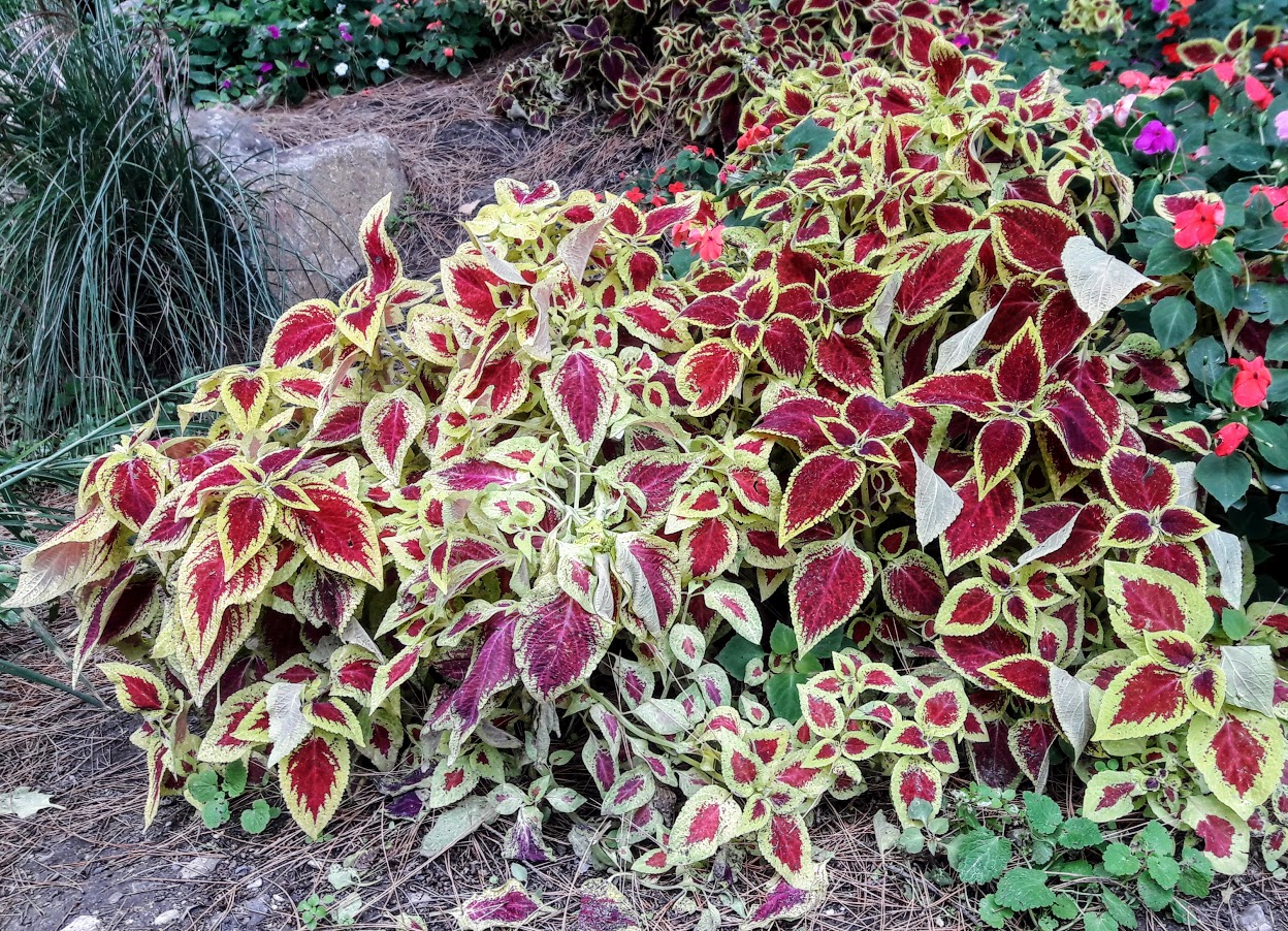 Image of Coleus scutellarioides specimen.