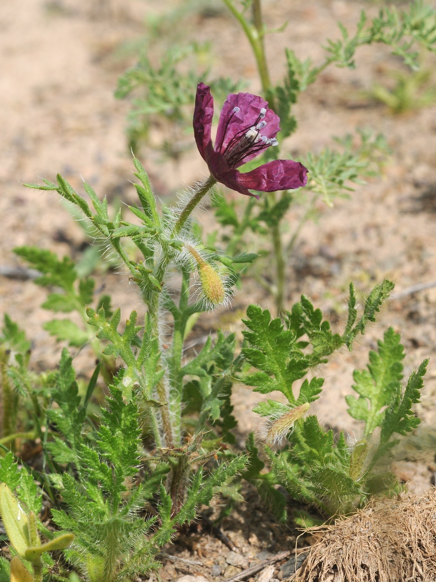 Image of Roemeria hybrida specimen.