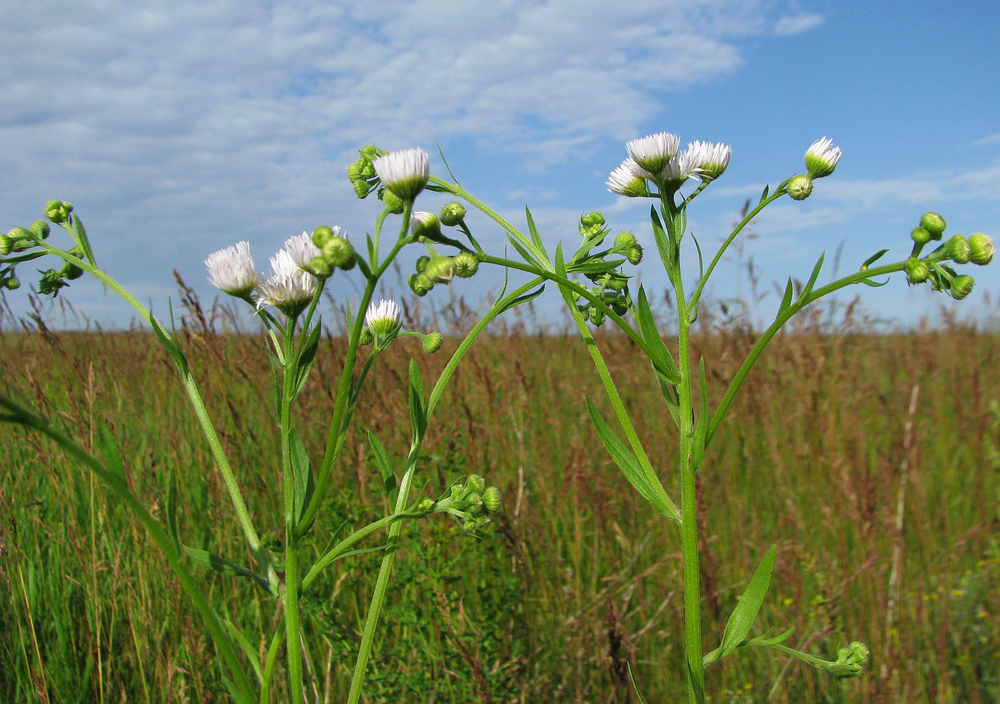 Изображение особи Erigeron annuus.