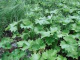 Petasites frigidus. Вегетирующие растения. Иркутская обл., Ангарский р-н, окр. дер. Зуй, долина р. Ангара, болото. 13.07.2016.