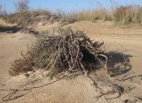 Artemisia arenaria. Старое растение после плодоношения с одревесневшими стеблями и частично обнажившимися корнями. Краснодарский край, м/о Анапа, окр. станицы Благовещенская, Бугазская коса, на дюне. 12.11.2016.