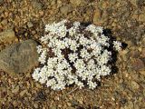 Saxifraga derbekii