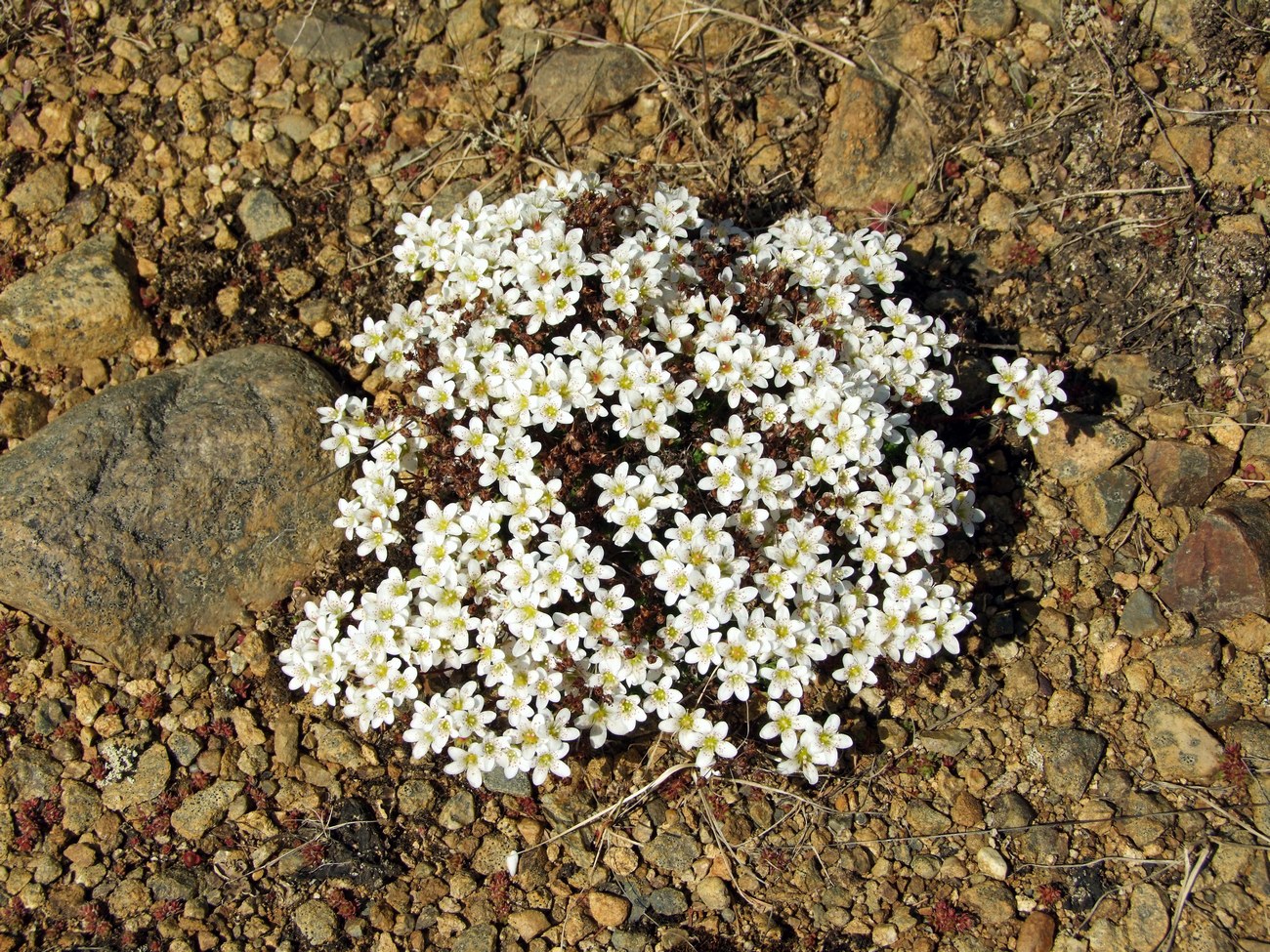 Изображение особи Saxifraga derbekii.