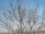 Acer negundo. Крона взрослого дерева, пробуждающегося после зимнего покоя. Казахстан, Заилийский Алатау, предгорья. 23.03.2010.