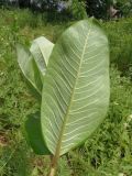 Asclepias syriaca