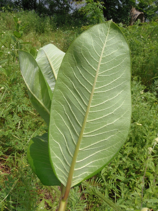 Изображение особи Asclepias syriaca.