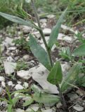 Camelina microcarpa