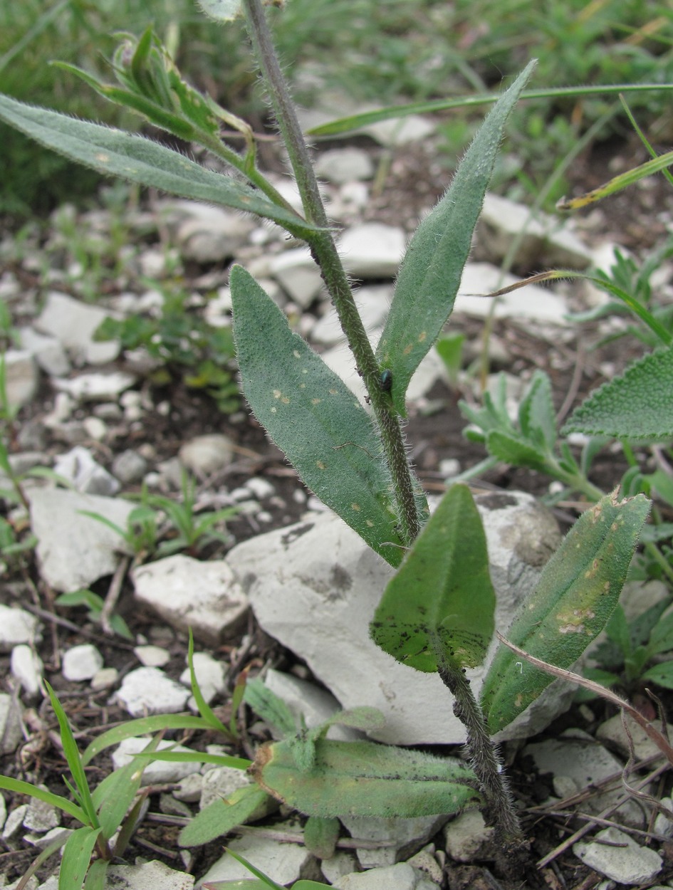 Изображение особи Camelina microcarpa.