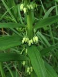 Polygonatum verticillatum. Часть побега с соцветиями. ФРГ, земля Северный Рейн-Вестфалия, р-н Ойскирхен, окр. г. Бланкенхайм, у края кустарниковых зарослей. 28 мая 2010 г.