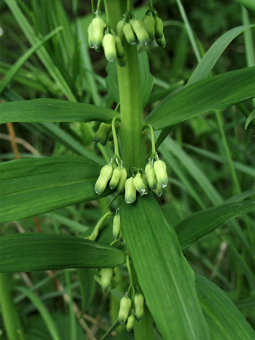 Image of Polygonatum verticillatum specimen.