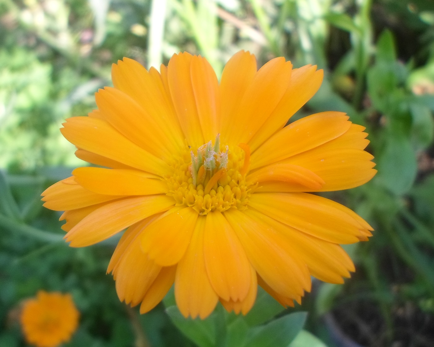 Изображение особи Calendula officinalis.