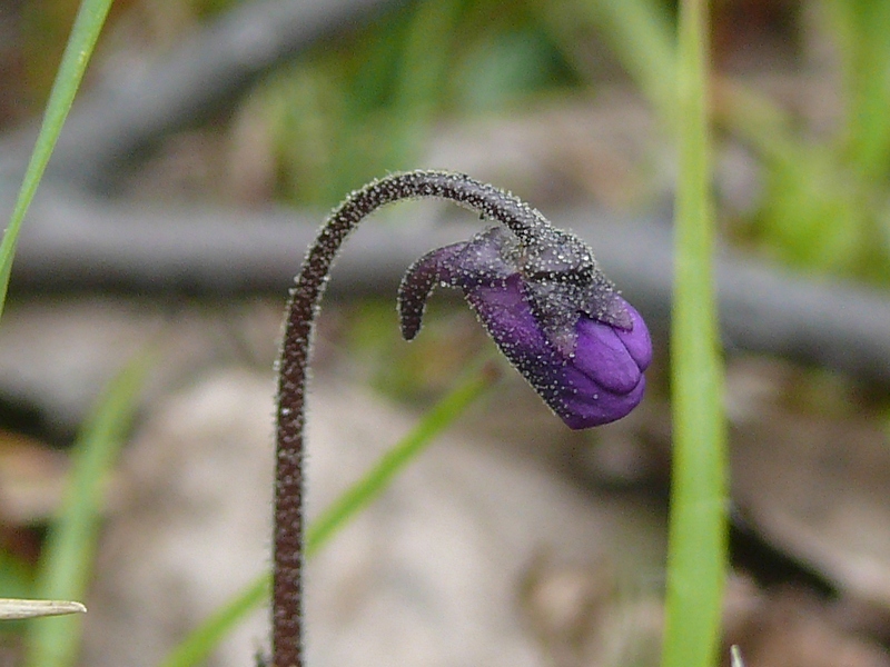 Image of Pinguicula vulgaris specimen.