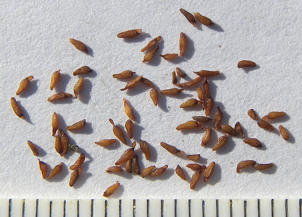 Image of Rhodiola rosea specimen.