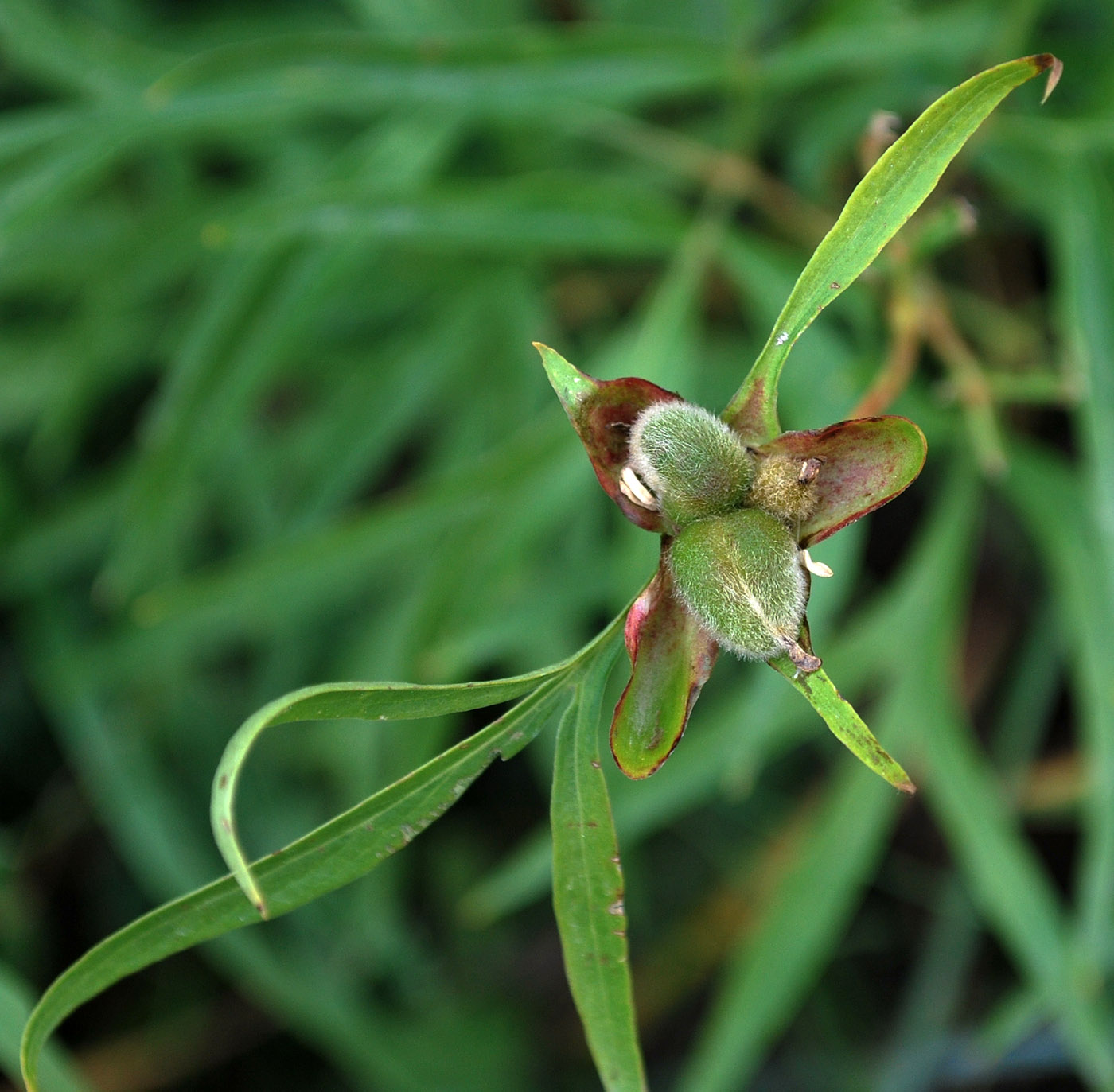 Image of Paeonia hybrida specimen.