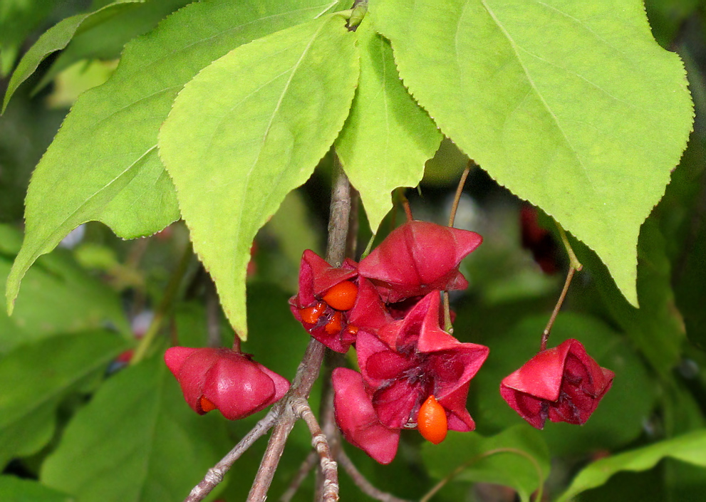 Изображение особи Euonymus maximowiczianus.