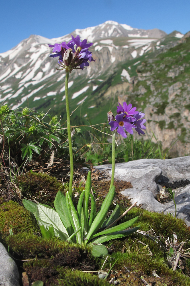 Изображение особи Primula algida.